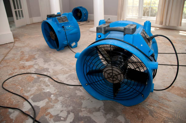 Best Water damage cleanup near me  in Quitman, TX